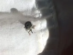 Common Figwort Weevil thumbnail 4