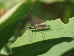 Micropeza corrigiolata thumbnail 2