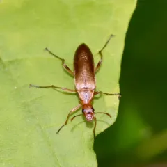 False Leptura Beetle thumbnail 4