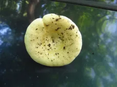 Lactarius maculatipes thumbnail 4