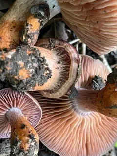 Cortinarius rubripes thumbnail 3