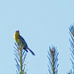 Pine Warbler thumbnail 1