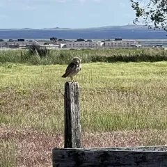 Burrowing Owl thumbnail 2