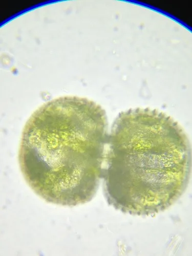 Cosmarium dentatum