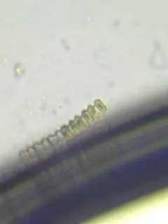 Teilingia granulata thumbnail 2