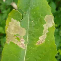 Liriomyza taraxaci thumbnail 2