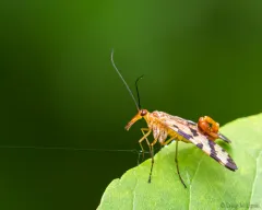 Panorpa mirabilis thumbnail 3