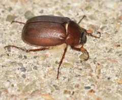 Phyllophaga crassissima thumbnail 3