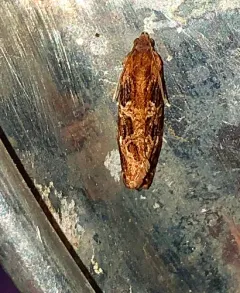 Macrame Moth thumbnail 3