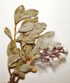 Arctic Willow thumbnail 3