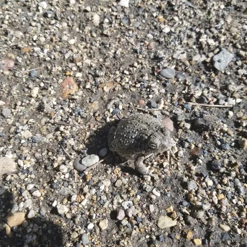 Woodhouse's Toad
