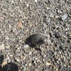 Woodhouse's Toad thumbnail 1