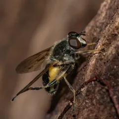 Common Wood Fly thumbnail 3