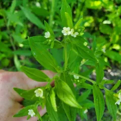 Common Gromwell thumbnail 4