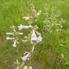 Lilac Penstemon thumbnail 2
