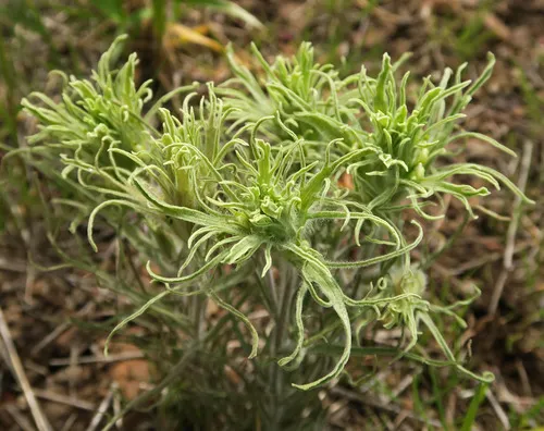 hairy paintbrush