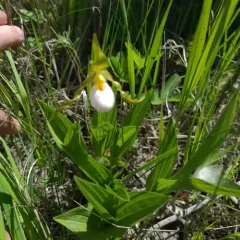 small white lady's-slipper thumbnail 3