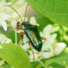Gaurotes cyanipennis thumbnail 4