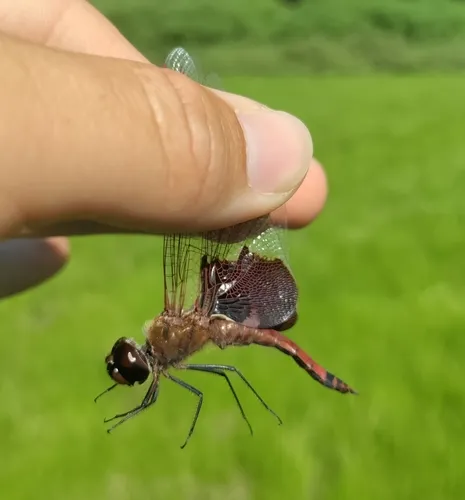 Carolina Saddlebags