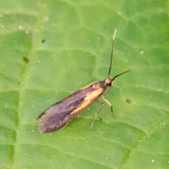 Newman's Mathildana Moth thumbnail 3