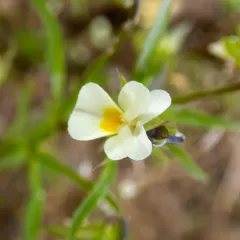 European field pansy thumbnail 1