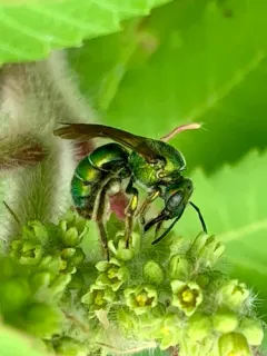 Augochloropsis humeralis thumbnail 3