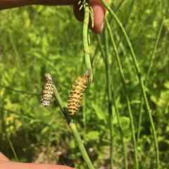 Baltimore Checkerspot thumbnail 3