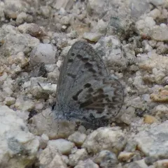 Asher's Blue thumbnail 2