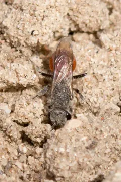 Sphecodes confertus thumbnail 2