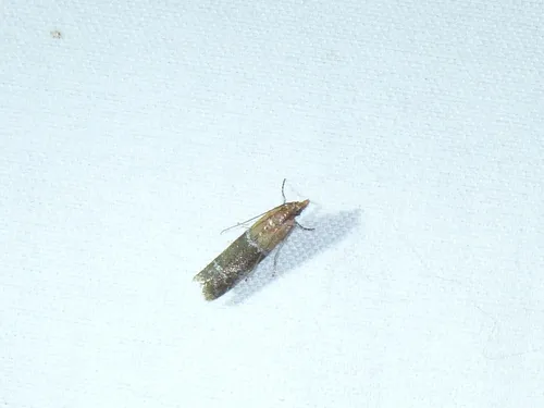 Paler Moodna Moth