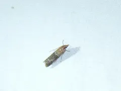 Paler Moodna Moth thumbnail 1