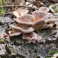 Hairy Oyster Mushroom thumbnail 3