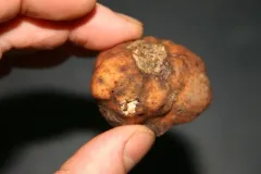 Kalapuya brunnea thumbnail 3