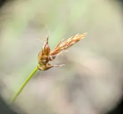 blunt sedge thumbnail 1
