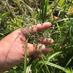 Panicled Bulrush thumbnail 2