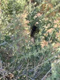 Okanagana gibbera thumbnail 3