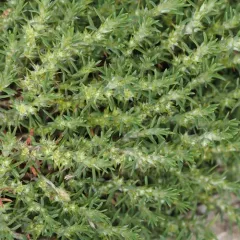 Sandcarpet thumbnail 2