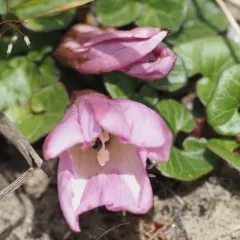 Sea Bindweed thumbnail 3