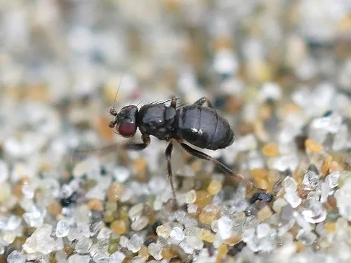 Aptilotus politus