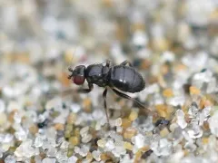 Aptilotus politus thumbnail 1