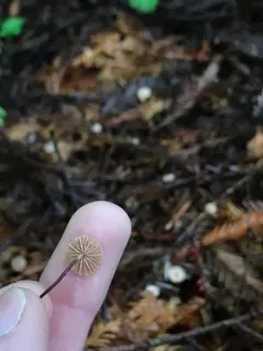 Paragymnopus sequoiae thumbnail 4