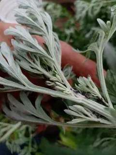 Absinthe aphid thumbnail 3