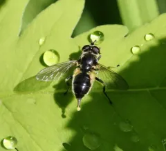 Confusing Wood Fly thumbnail 2