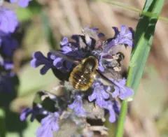 Bombylius mexicanus thumbnail 2