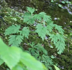 Fringed Bleeding Heart thumbnail 3
