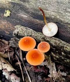 Marasmius sullivantii thumbnail 2