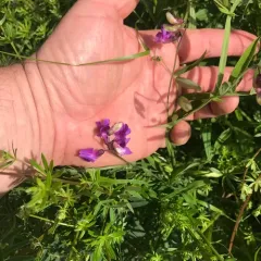 marsh pea thumbnail 4