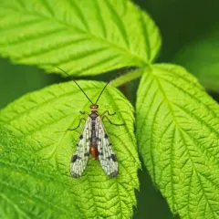 Banks's Scorpionfly thumbnail 1