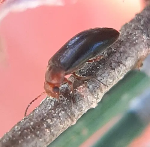 Red-necked False Darkling Beetle