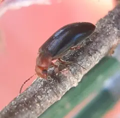 Red-necked False Darkling Beetle thumbnail 1